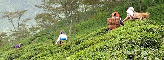 Darjeeling first flush 2026 Lingia